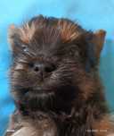 Yorkshire terrier blue