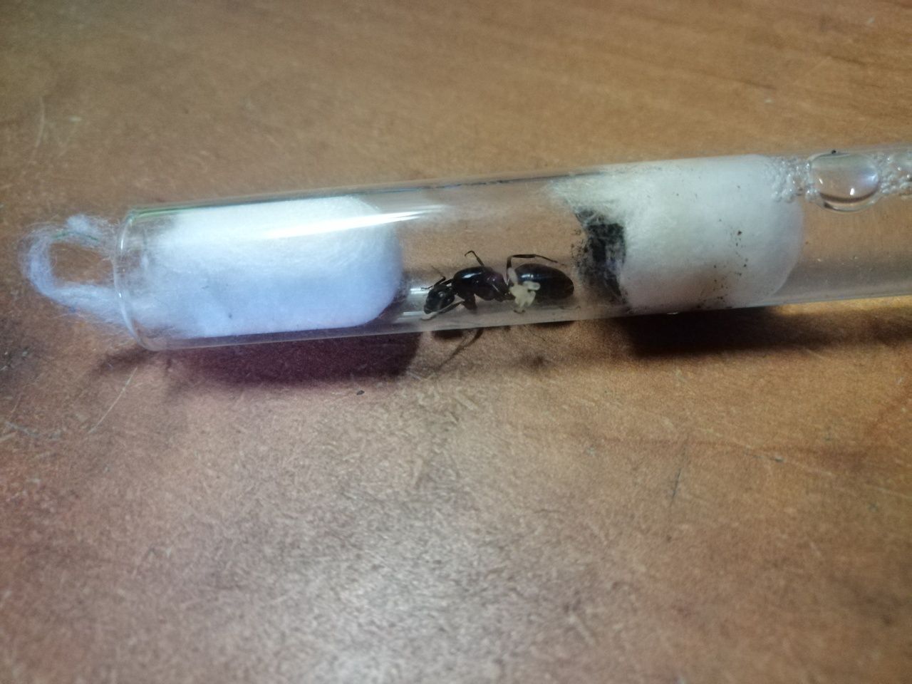 Camponotus ligniperda królowe