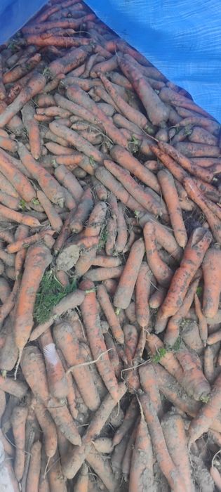 Sprzedam marchew na brudno