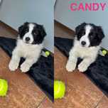 Border Collie szczeniak gotowy do nowego domku