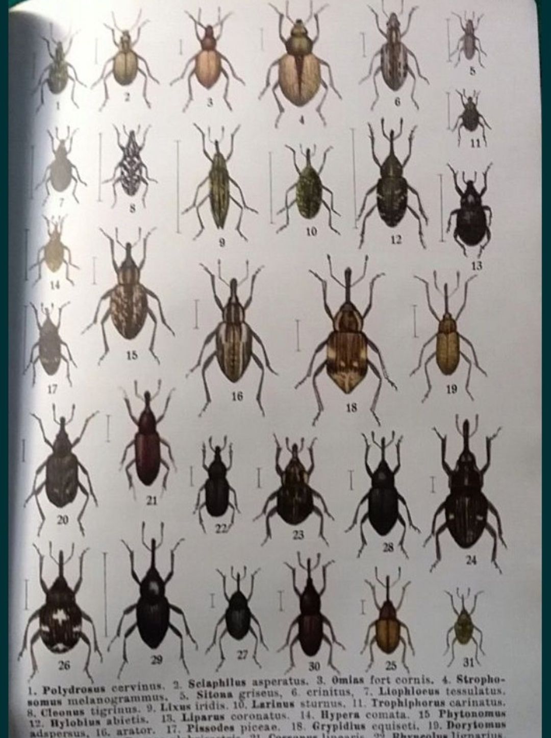 Wagner owady chrząszcze motyle entomologia 3 tomy