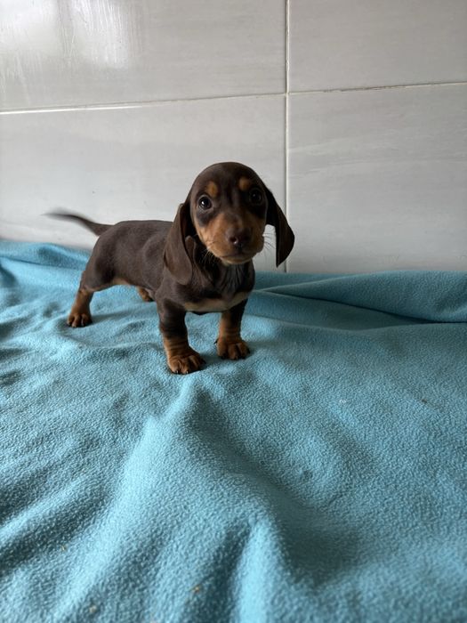 Teckel miniatura macho