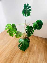 Monstera deliciosa dziurawa duża 140 cm/ Monstera dziurawa duża 140 cm