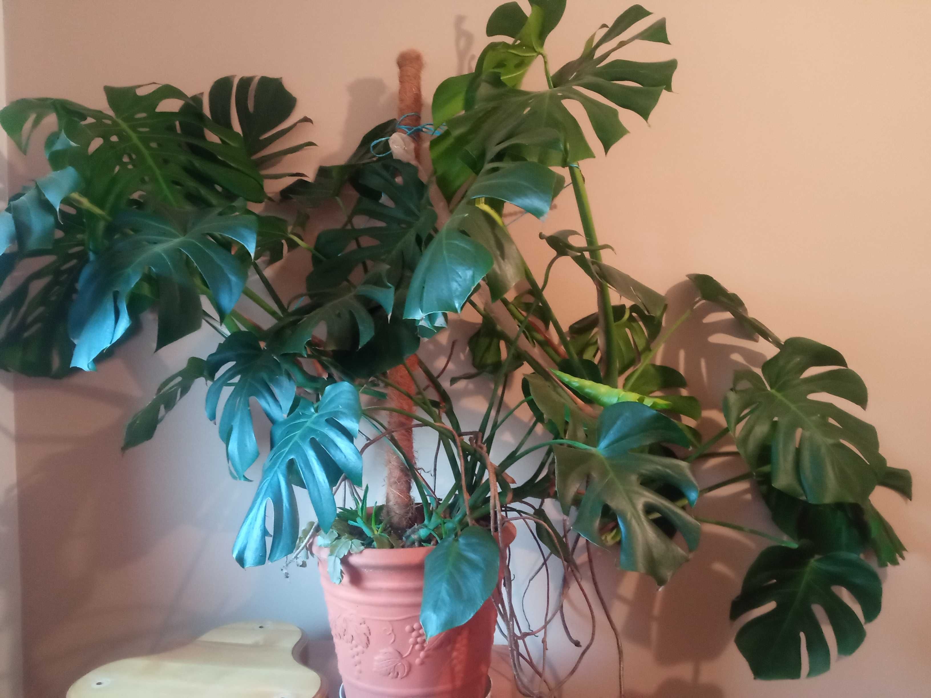 Monstera deliciosa Big form.