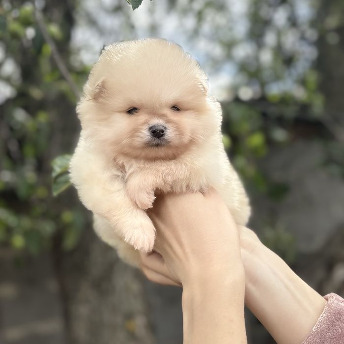 чудова дівчинка шоу классу