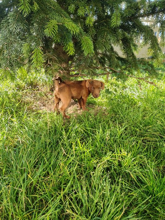 Patterdale terrier Zkwp FCI