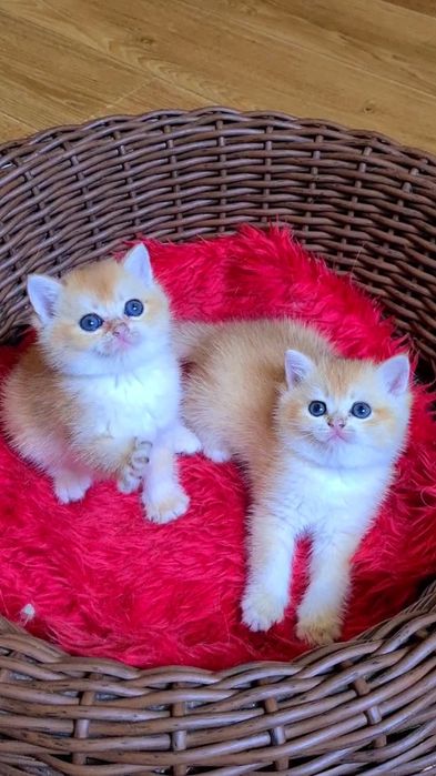 Плюшевые огоньки золотая шиншилла