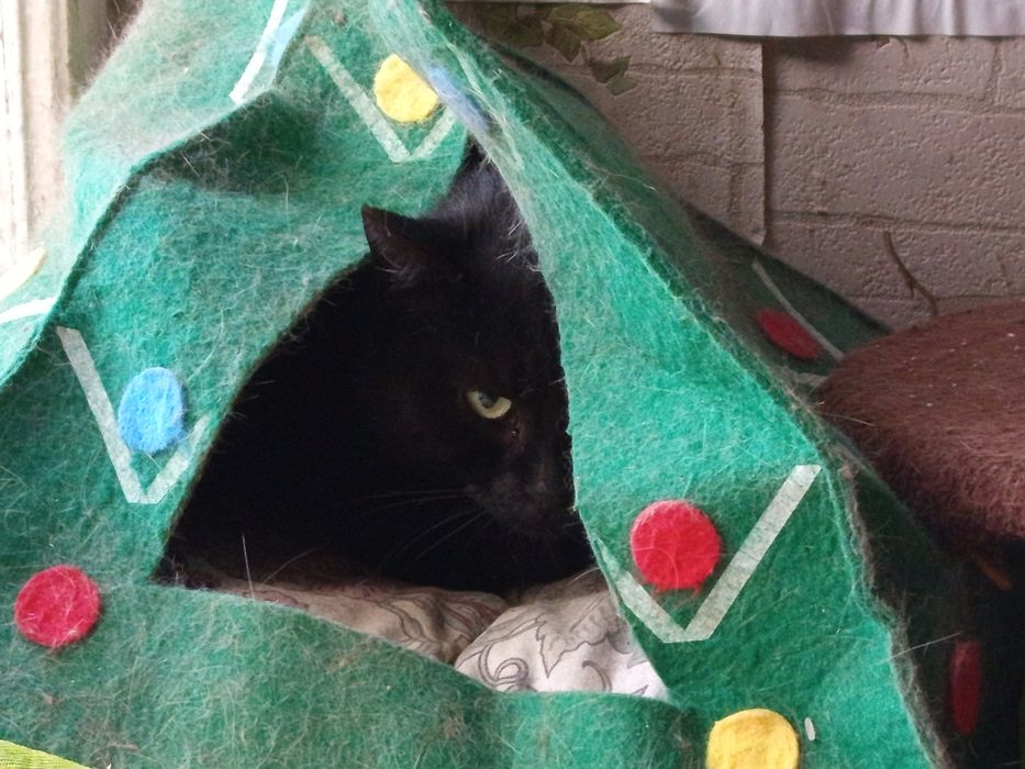 Matcha szuka rodziny