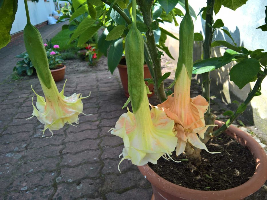 Datura (Burgmansja) jednoroczna Angels Flight - potrójny kwiat