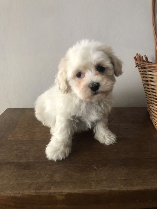 Maltipoo piesek