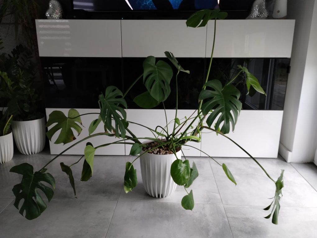 Monstera dziurawa