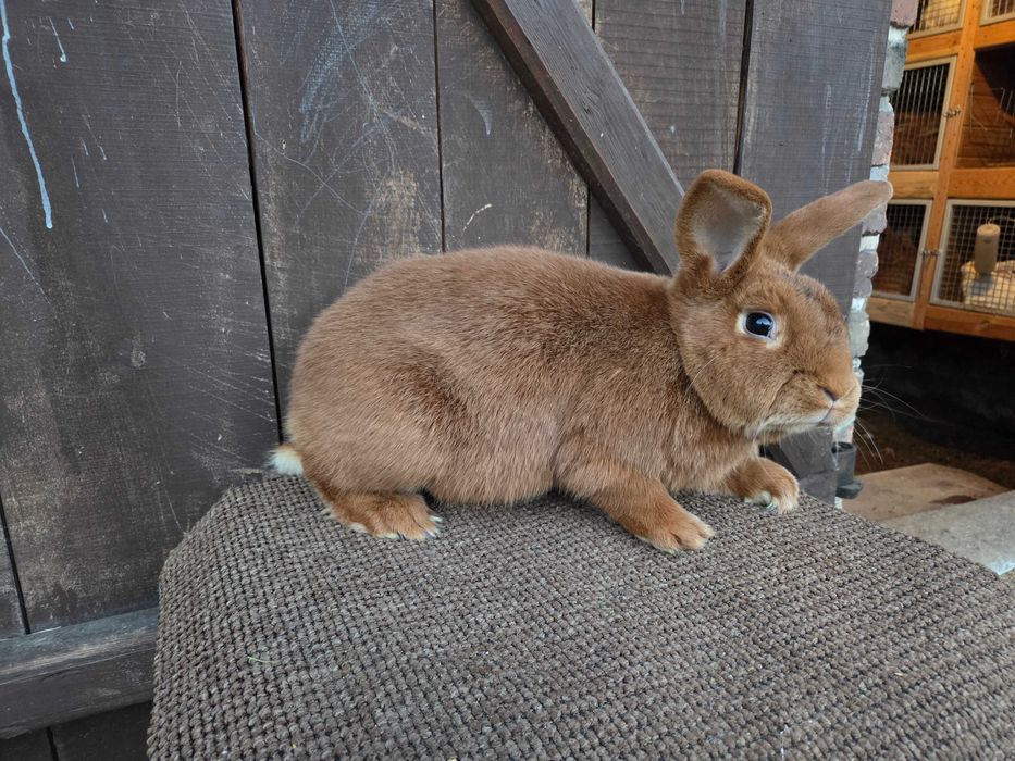 Sprzedam młode nowozelandzkie czerwone