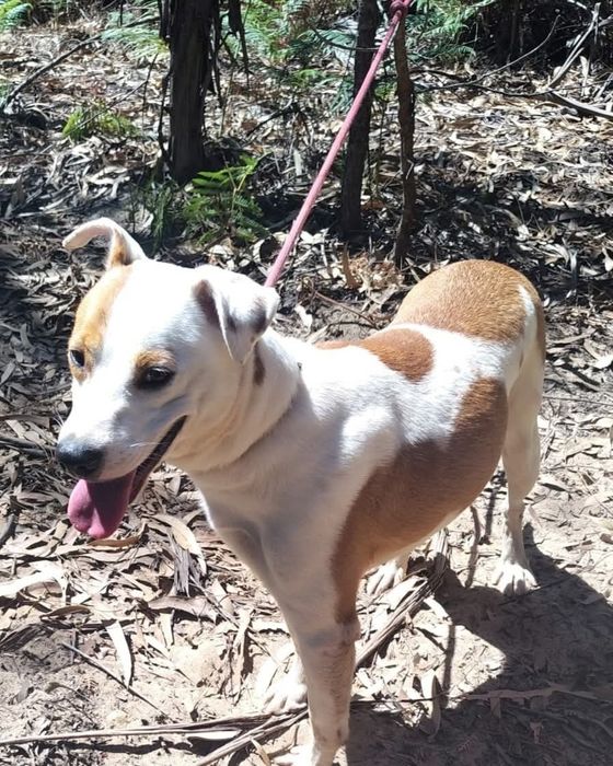 Daisy- cadela de porte médio para adoção