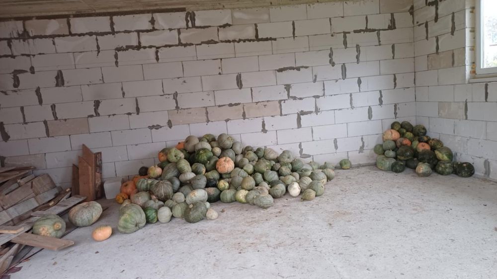 Dynia Ekologiczna Nelson 500kg