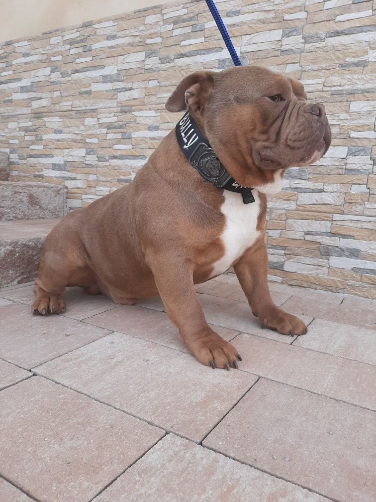 American bully chocolate tricolor pocket
