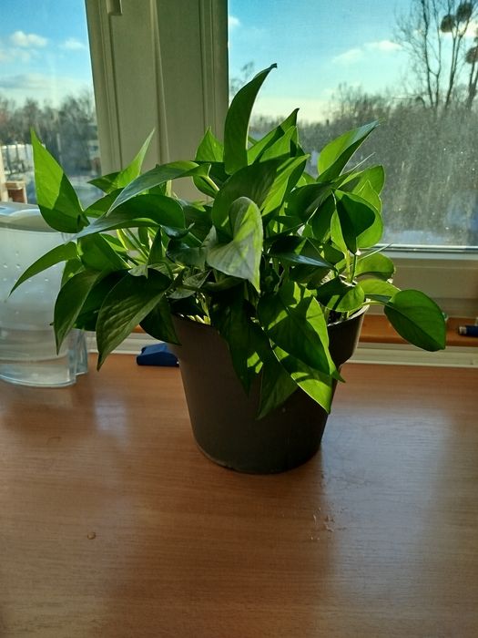 Epipremnum złociste