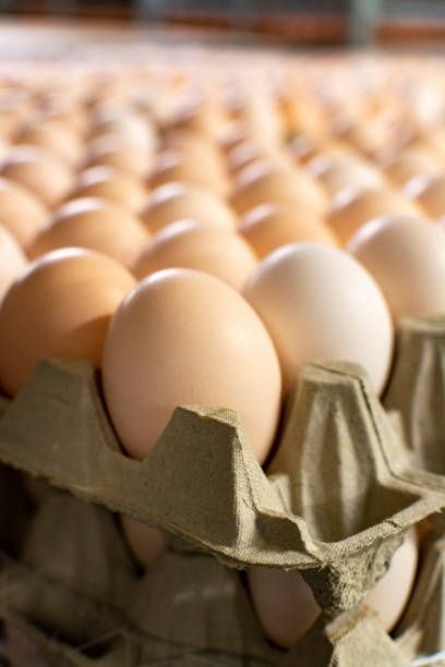 Інкубаційне яйце бройлерів росс 708 кобб500