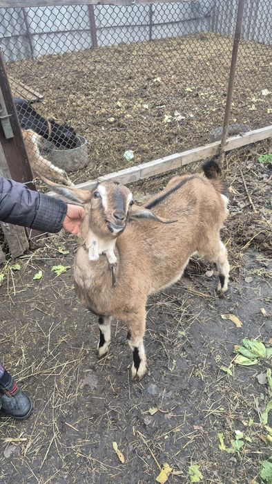 Продаємо козочку англо - нубійська (АН 80%) 9- й місяць, безрогі.