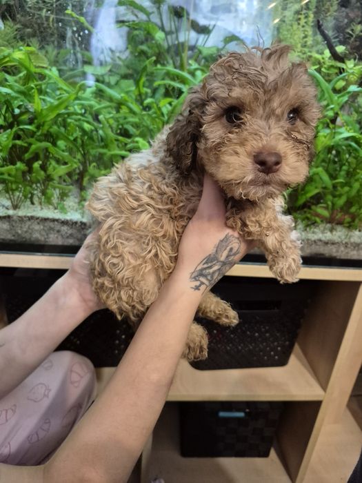 Lagotto Romagnolo