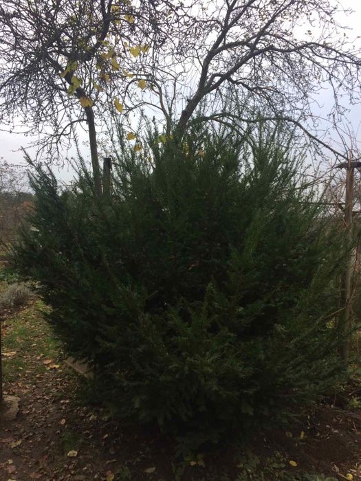 Тис ягідний великий