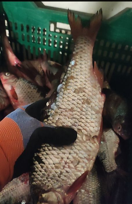 Продам тарань 38/40 документы +