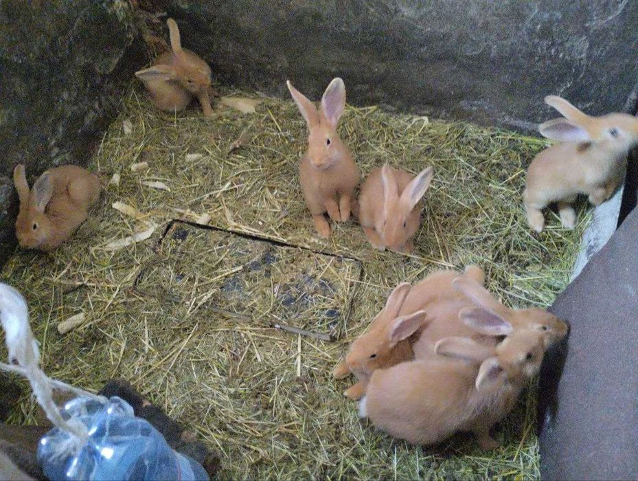 Кролики Бургундські