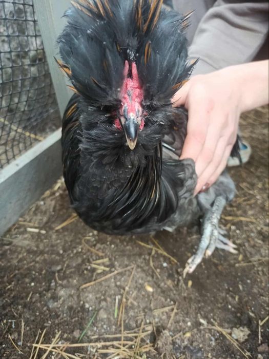 Kogut czubatka polska brodata 5 msc