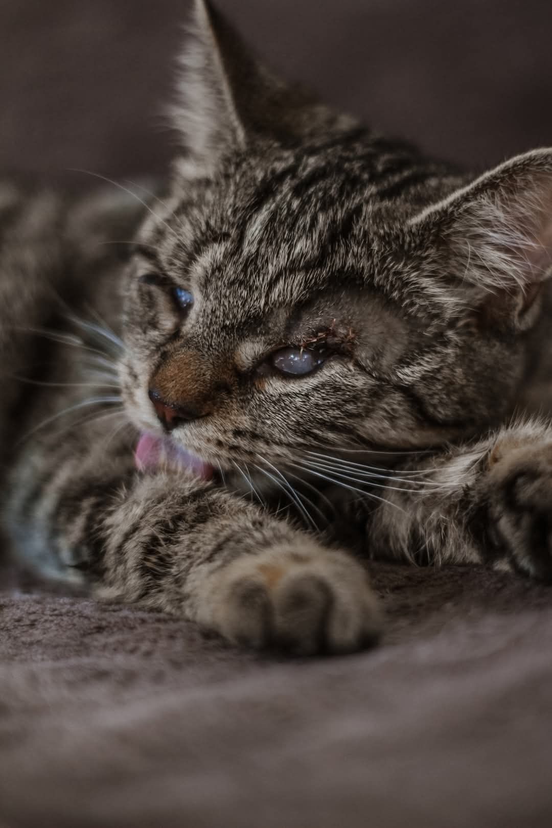 Niewidoma Jadis szuka domu bury kotek adopcja adoptuj kot ślepaczek