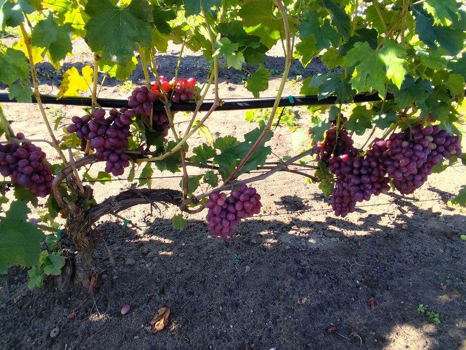 Sprzedam sadzonki winorośli deserowej