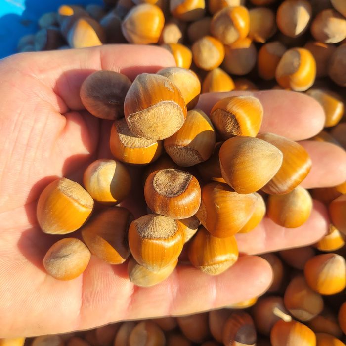 Orzechy laskowe 5kg SUPER JAKOŚĆ zbiór 2025