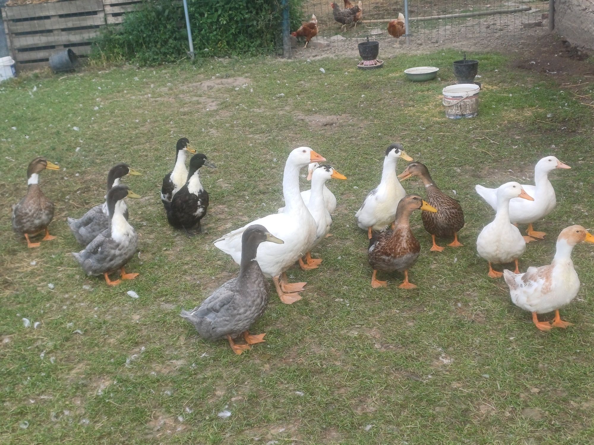 Kaczki biegusy młode oraz dworki, pekinn