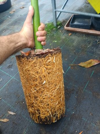 abacate  enxertado + de 2 metros