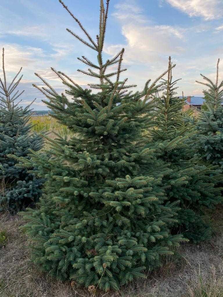 Świerk srebrny, jodła kaukaska własna plantacja.