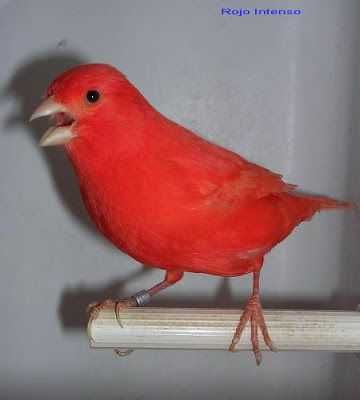 Canários vermelhos a cantar