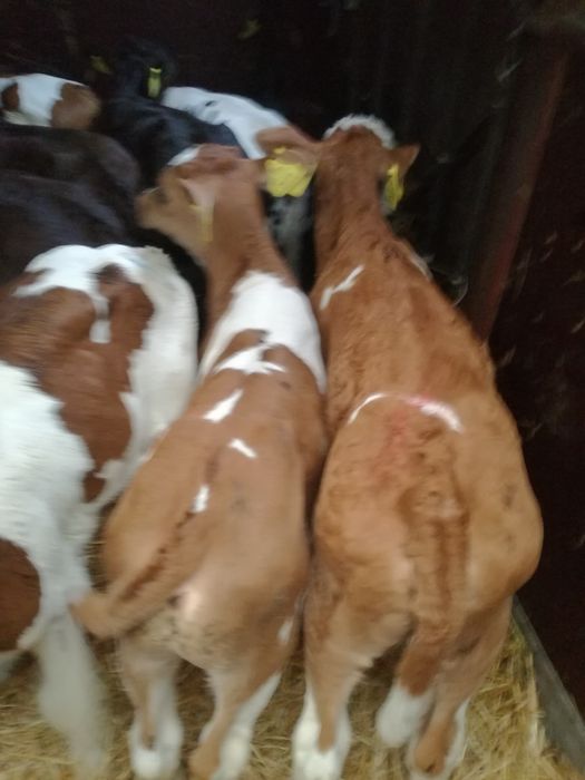 Cielaki polskie Radzyń Podlaski BYCZKI I JAŁÓWKI