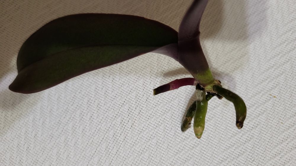 Орхідея Стюартіна