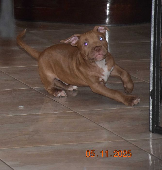 Szczeniak Pit bull Red Nose , pitbull