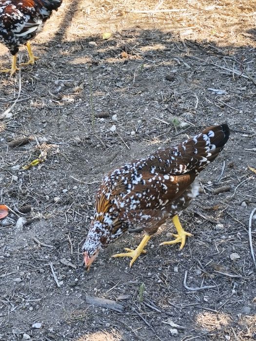 Leghorn casal 5meses