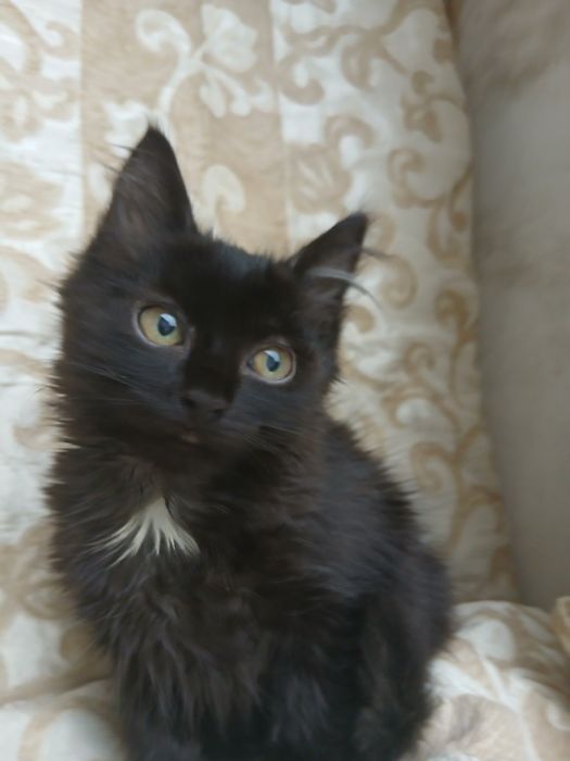 Отдам котенка в добрые руки!