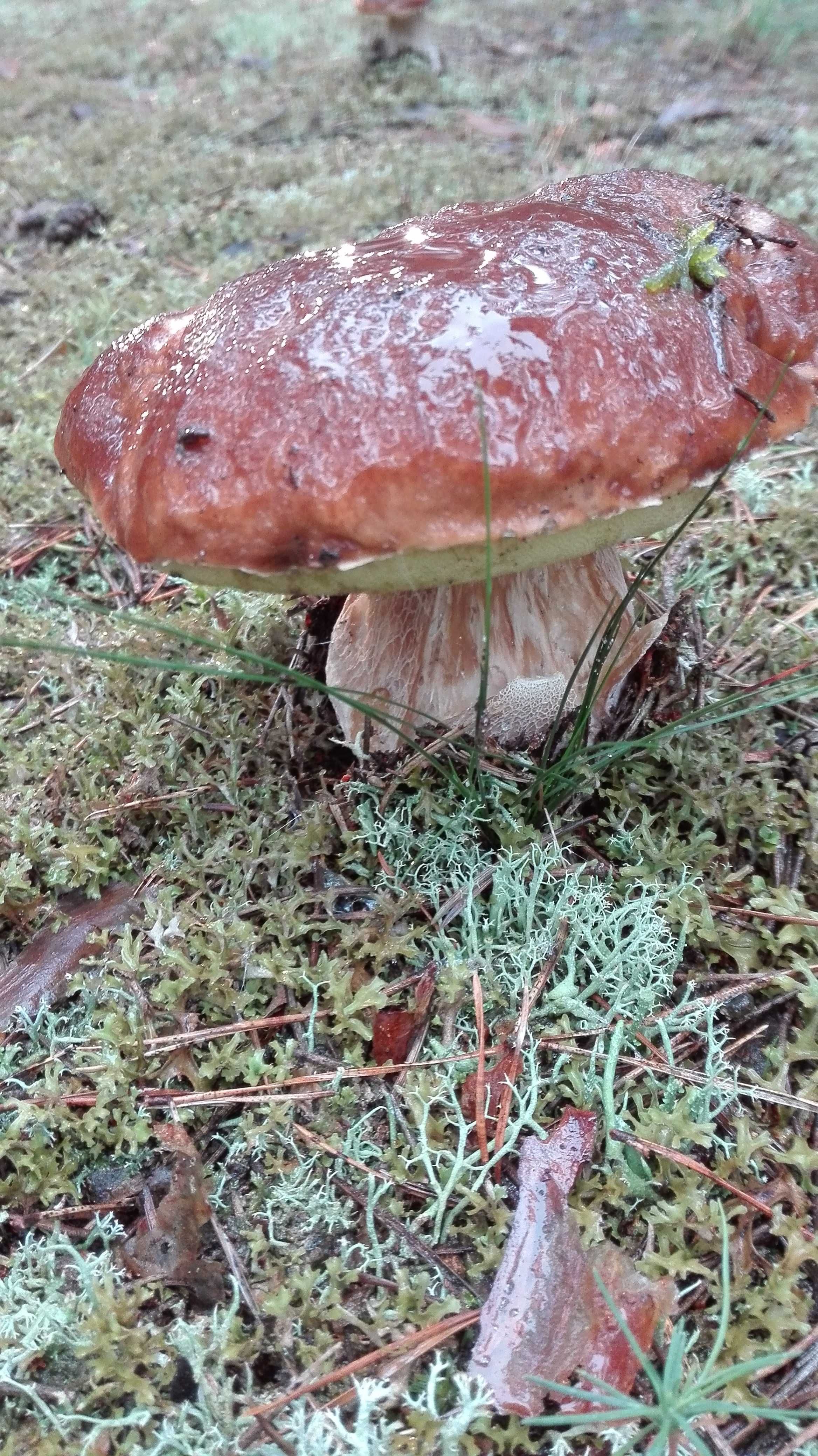 Domki w Borach nad jeziorem Ostrowite las ryby grzyby