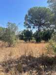 Carapeta e Olival - Terreno rústico com área de74.500m2, com poço e ár