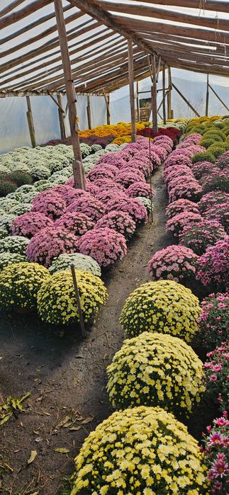 Chryzantemy drobnokwiatowe