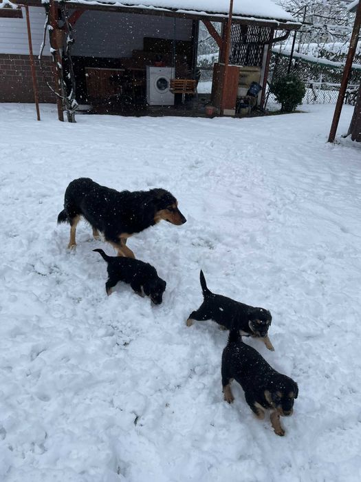 Oddam pieska za darmo po inteligentnej i spokojnej matce.