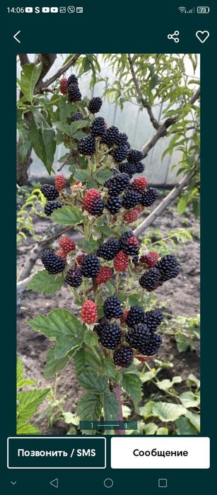 Саженцы  ежевики