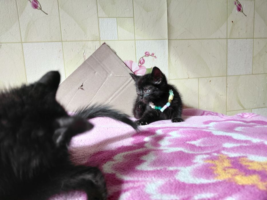 Котята в добрые руки!