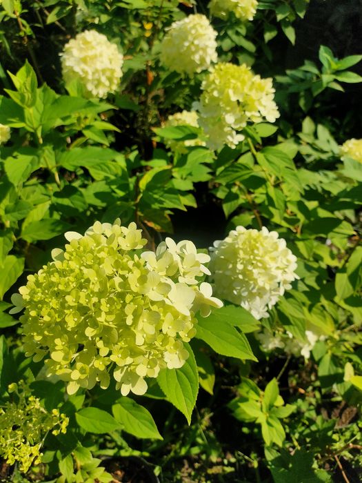 Саджанці плодових дерев та кущів