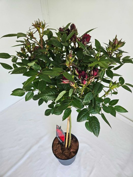 Róża szczepiona czerwona na pniu – Rosa 'Rubra'