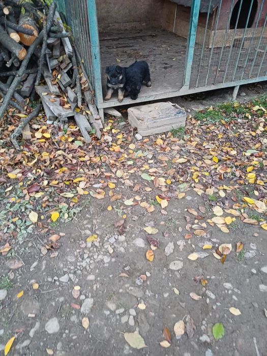 Чистокровні цуценята німецької вівчарки