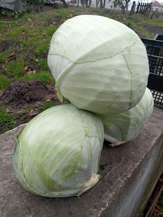 Продається капуста агресор
