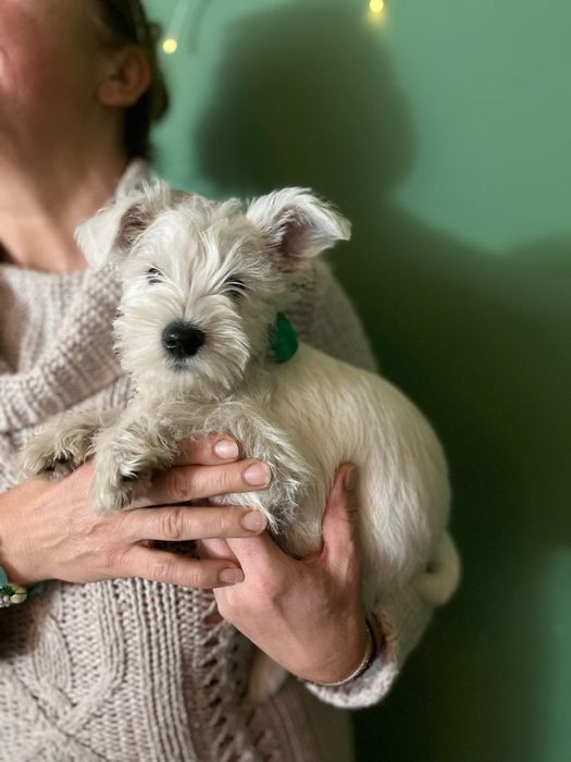 sznaucer miniaturowy miniaturka biały samiec sunia